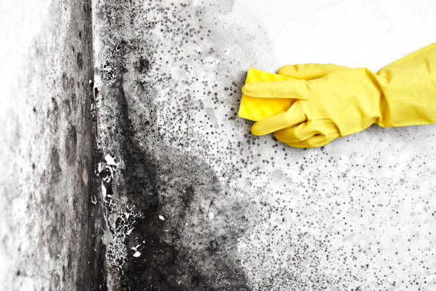 Best Residential Mold Remediation in Cleveland, TX