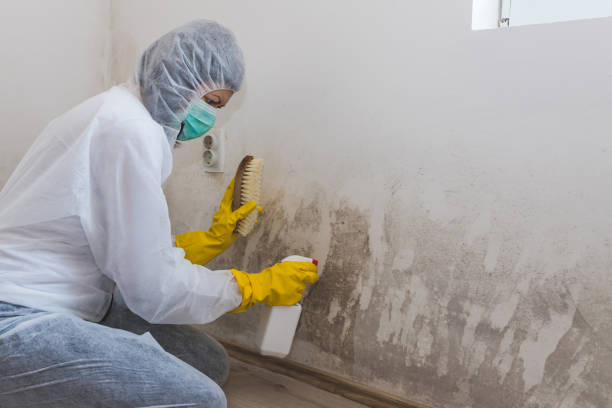 Best Attic Mold Remediation in Cleveland, TX