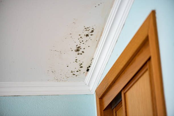 Best Health and Safety Mold Remediation in Cleveland, TX