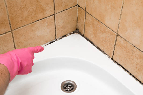 Best Mold Remediation for Specific Building Types in Cleveland, TX